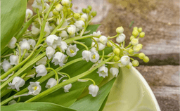 Muguet Carbinol