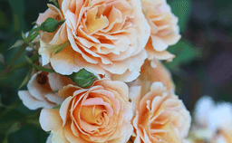 Rose Oxide 70:30