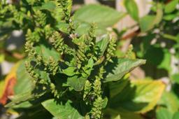 Patchouli Oil