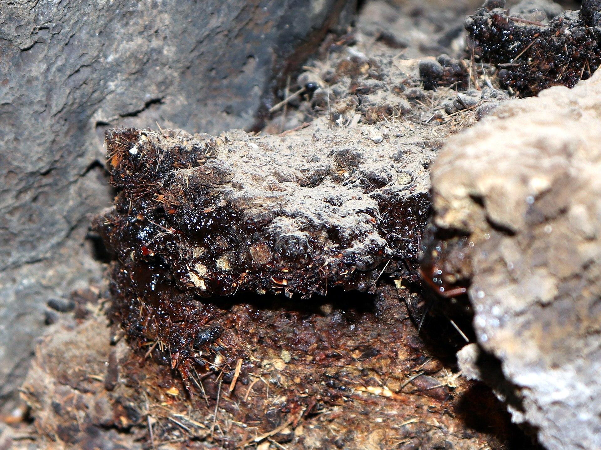 Shuddha Shilajit Dry Extract