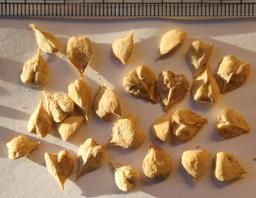 Boswellia Serrata Extract 65%
