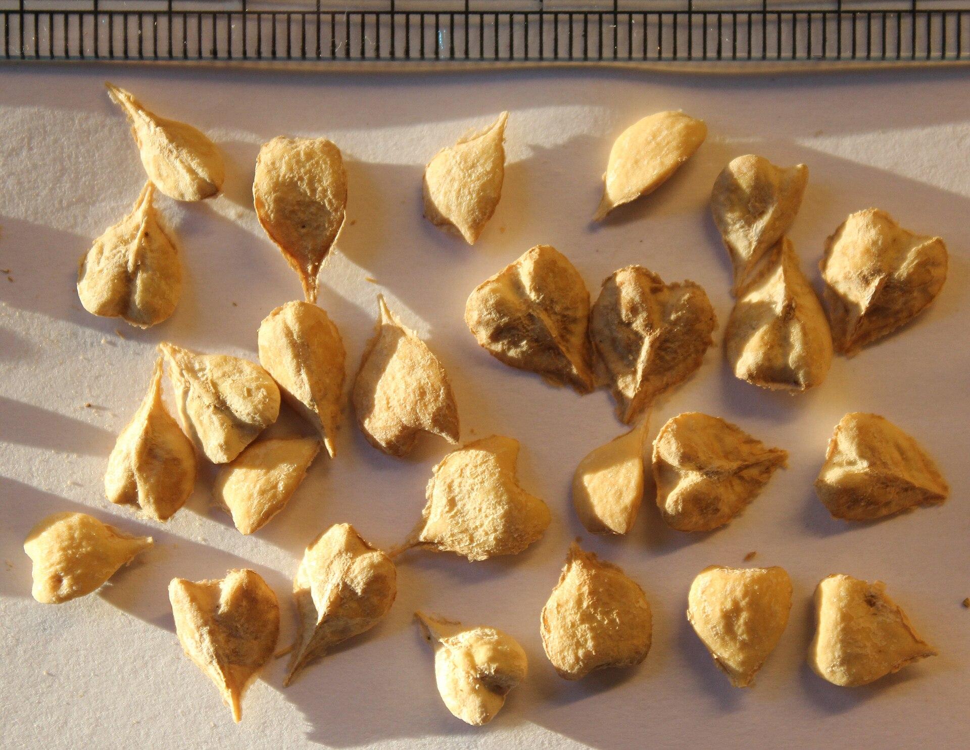 Boswellia Serrata Extract 65%