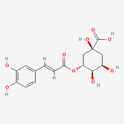 Green Coffee Extract (Coffea arabica)